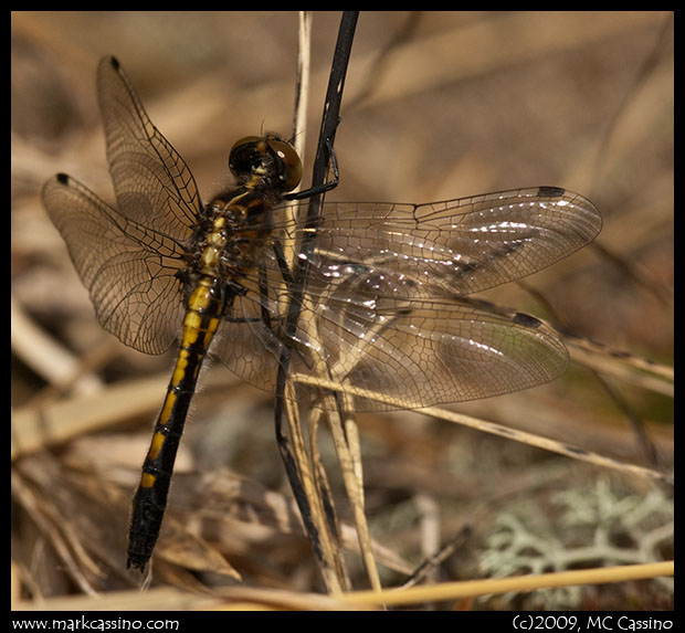 Dot Tailed Whiteface