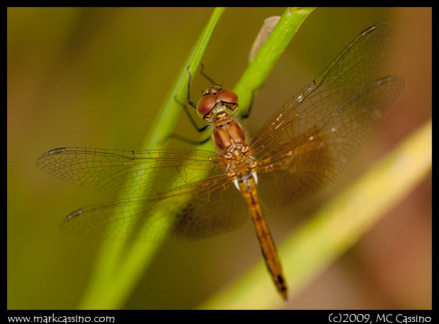 Band Winged Meadowhawk