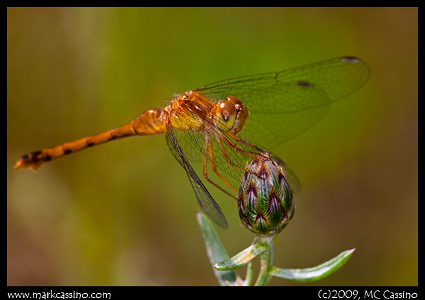 Meadowhawk on Knapweed Bud