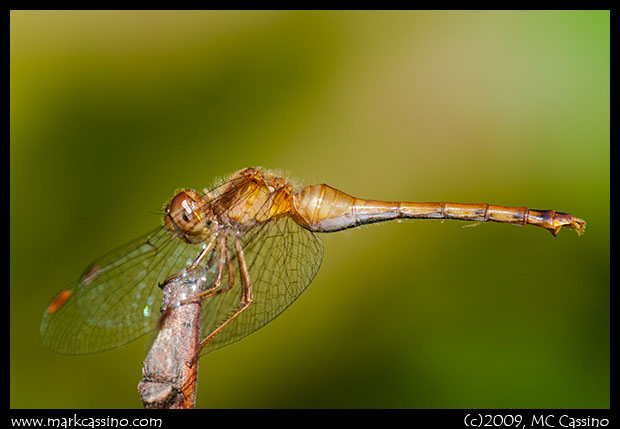 Photo of Autumn Meadowhawk Dragonfly