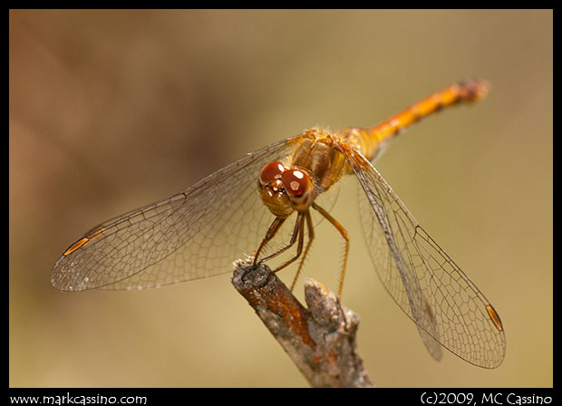 Photo of Autumn Meadowhawk Dragonfly