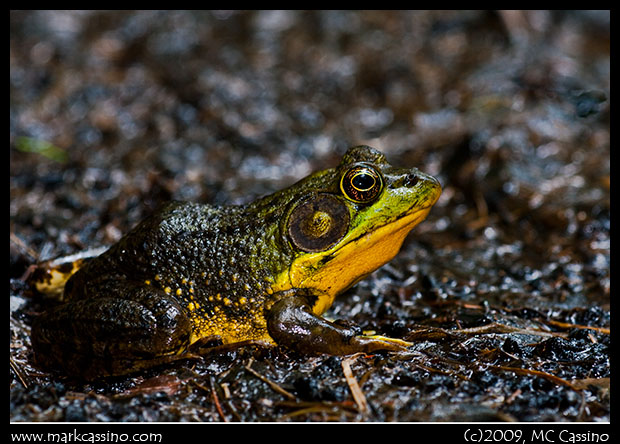 Green Frog Green Frog