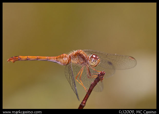 Autumn Meadowhawk Autumn Meadowhawk
