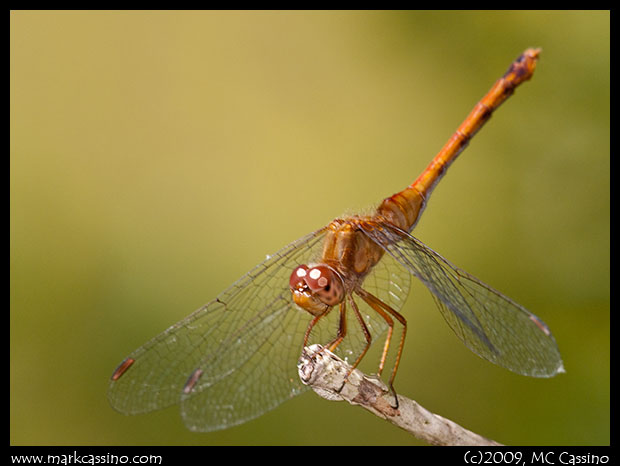 Autumn Meadowhawk