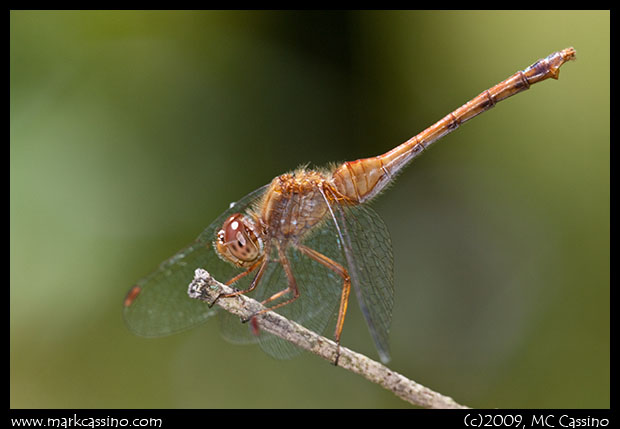 Photo of Autumn Meadowhawk Dragonfly