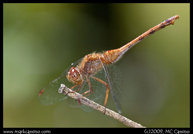 Photo of Autumn Meadowhawk Dragonfly Photo of Autumn Meadowhawk Dragonfly