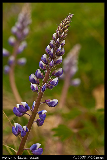 Wild Lupine Wild Lupine