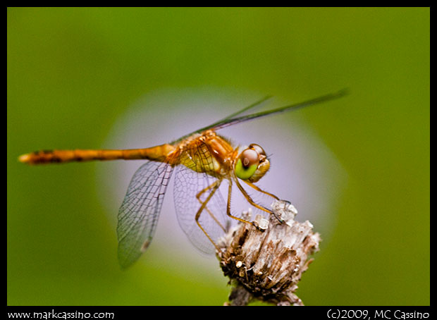 Meadowhawk Dragonfly