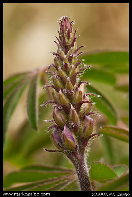 Wild Lupine