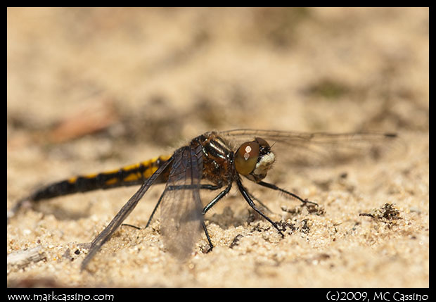 Dot Tailed Whitefaces Dot Tailed Whitefaces