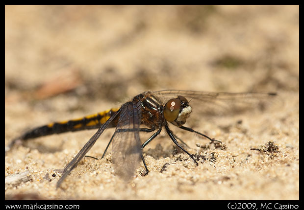 Dot Tailed Whitefaces 