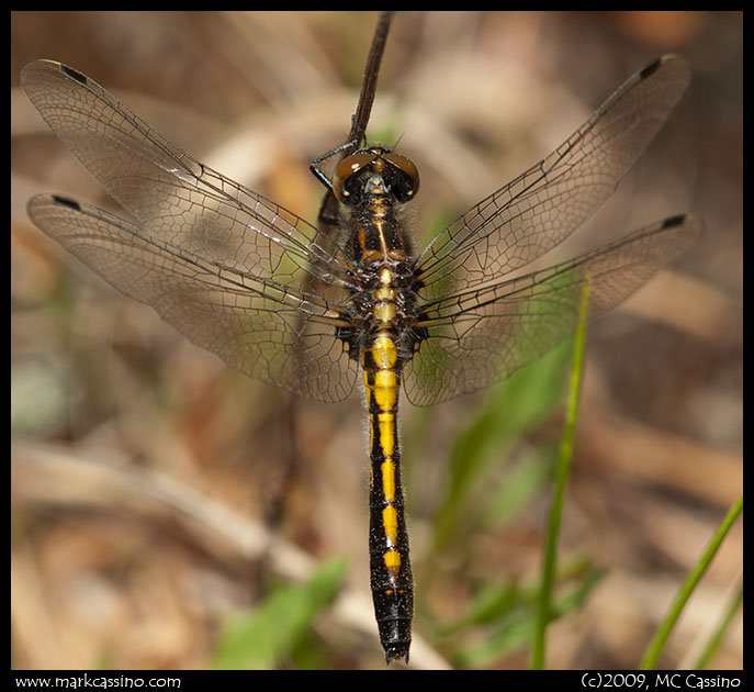 Dot Tailed Whitefaces 