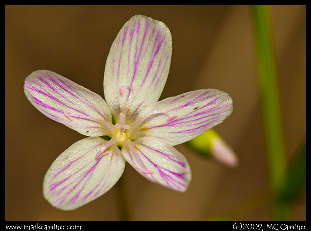 Spring Beauty