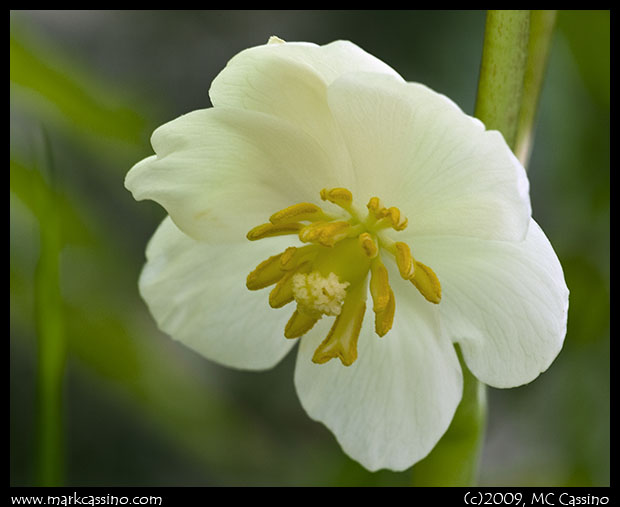May Apple Blossom May Apple Blossom
