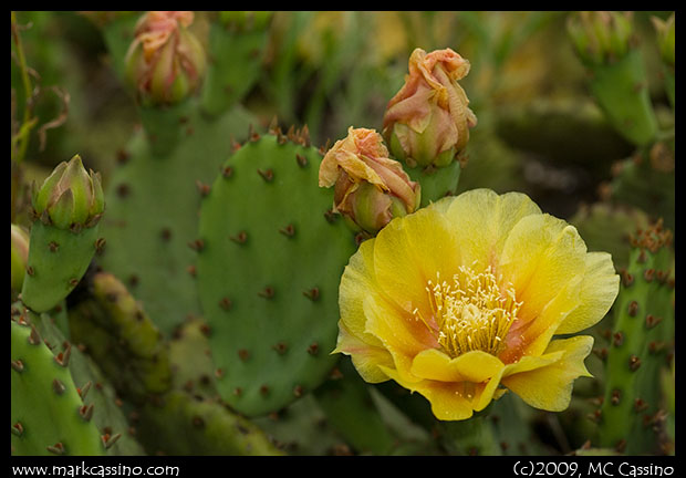 Eastern Prickly Pear Cactus