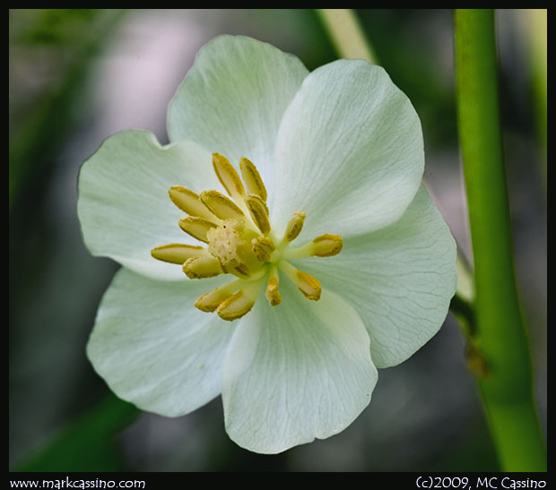 May Apple Blossom