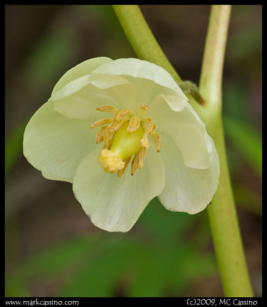 May Apple Blossom