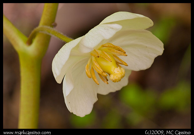 May Apple Blossom May Apple Blossom