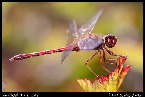 Autumn Meadowhawk Autumn Meadowhawk
