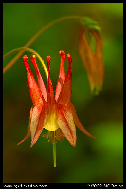 Wild Columbine