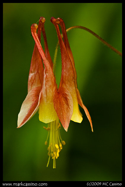 Wild Columbine