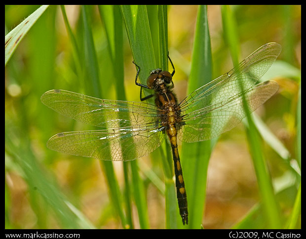 Immature Dot Tailed Whiteface