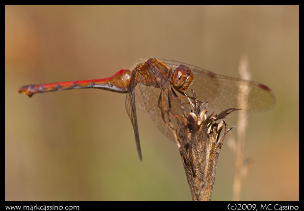 Autumn Meadowhawk Autumn Meadowhawk
