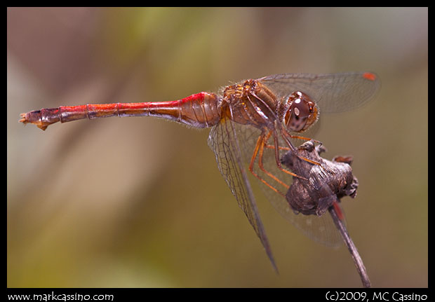 Autumn Meadowhawk Autumn Meadowhawk