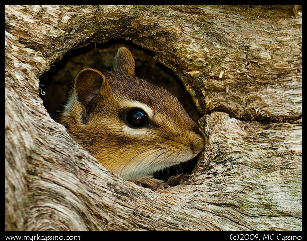 Chipmunk