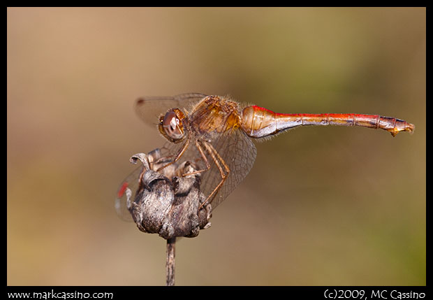 Autumn Meadowhawk Autumn Meadowhawk
