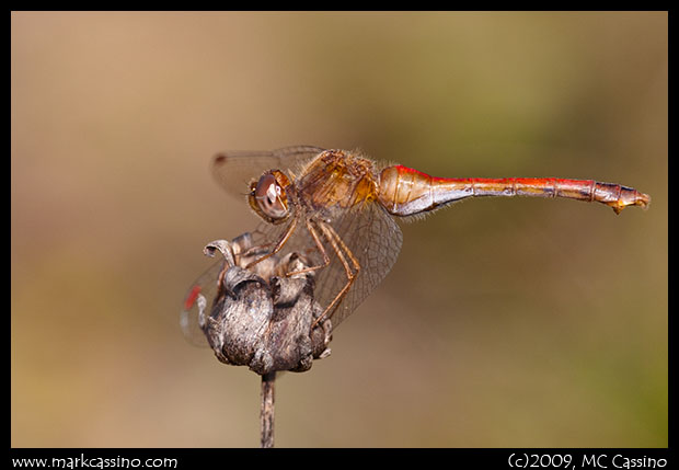 Autumn Meadowhawk