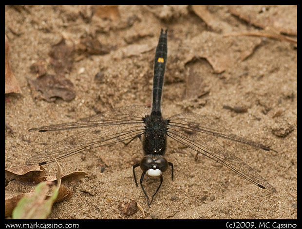 Dot Tailed Whiteface