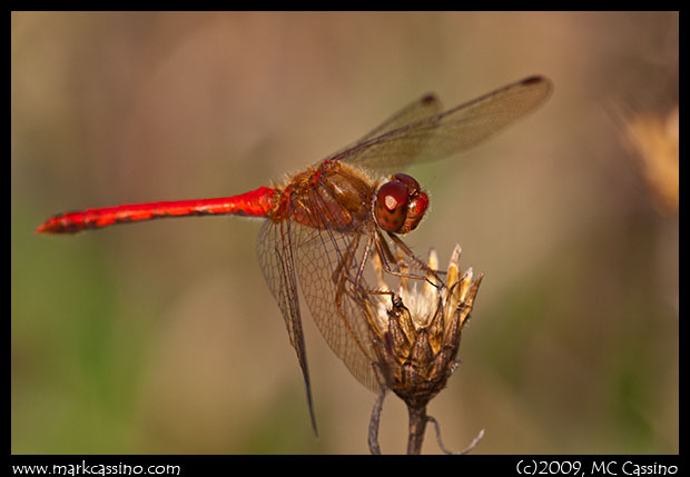 Autumn Meadowhawk