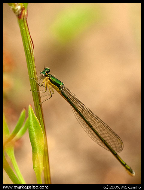 Sedge Sprite