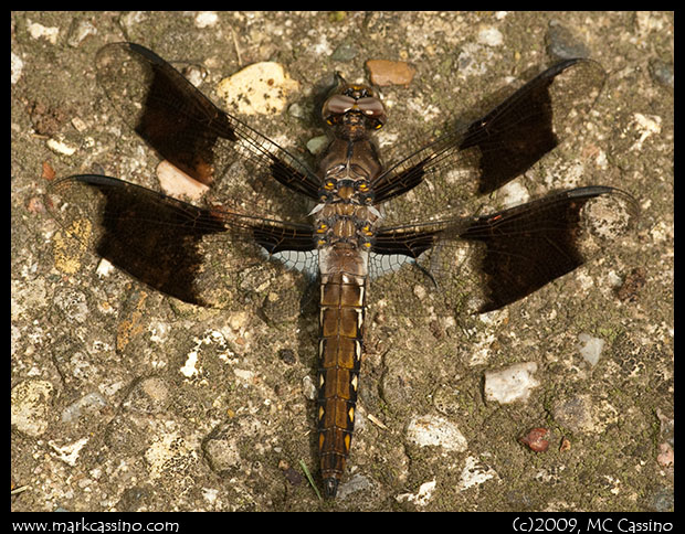 Immature Male Common White Tail