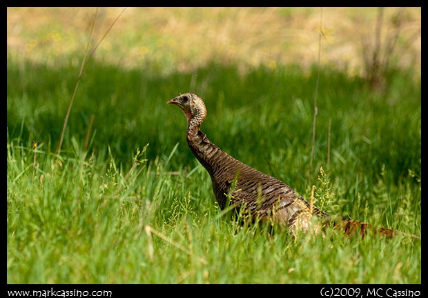 Wild Turkey