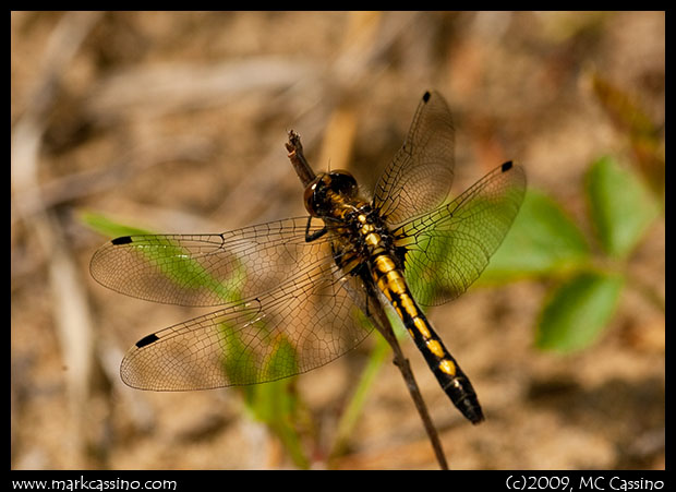 Dot Tailed Whiteface