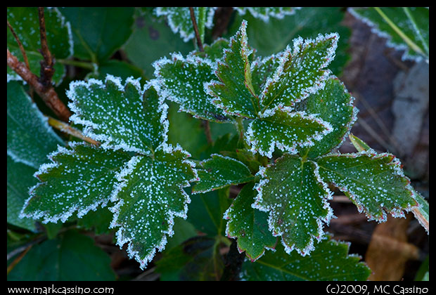 Frosty Leaves