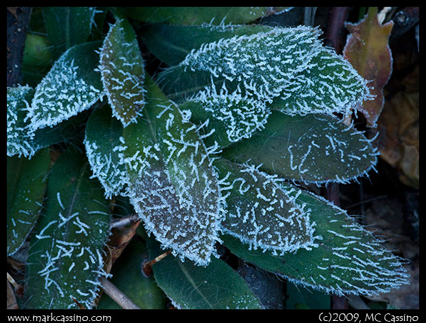 Frosty Leaves