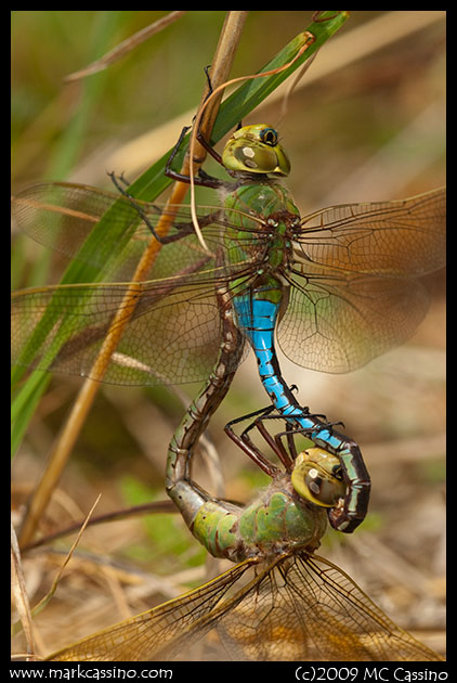 Green Darners Green Darners
