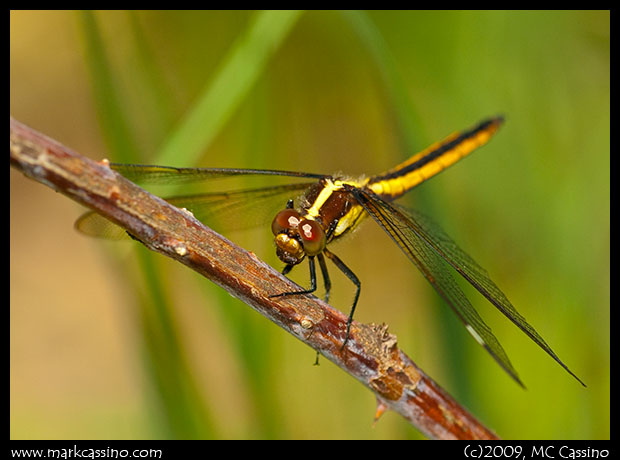 Spangled Skimmer Spangled Skimmer