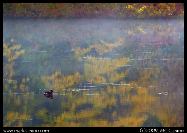 Pied Billed Grebe in the Swan Creek Mill Pond