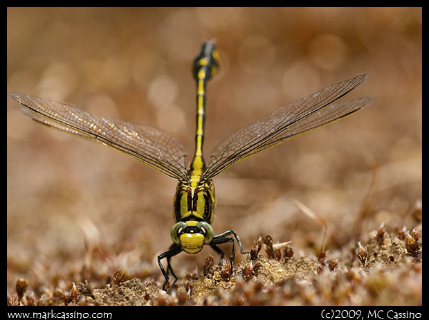 Clubtail