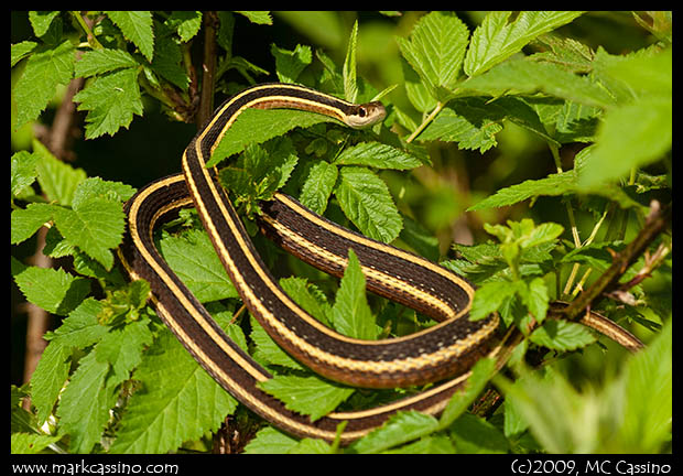 Ribbon Snake Ribbon SNake