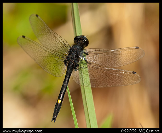 Dot Tailed Whiteface