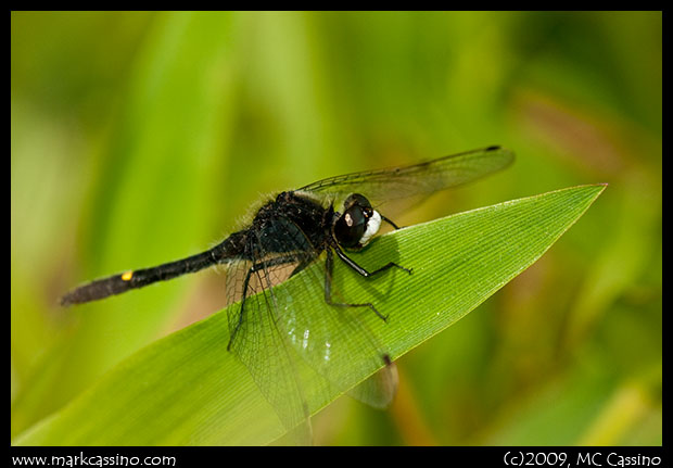 Dot Tailed Whiteface