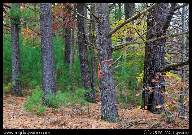 Tagged Trees