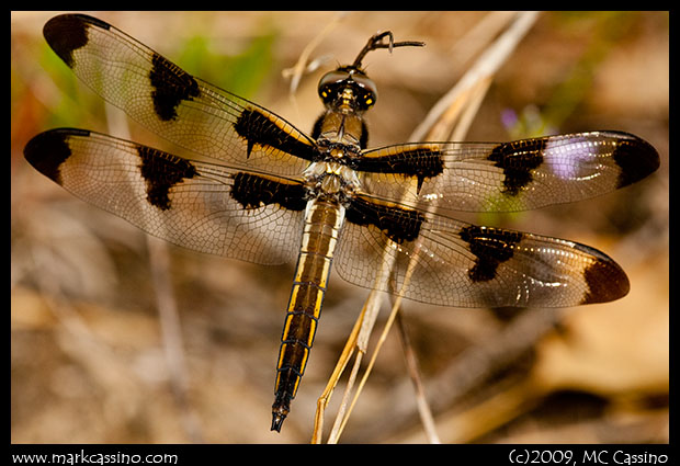 Twelve SPotted Skimmer Twelve Spotted Skimmer