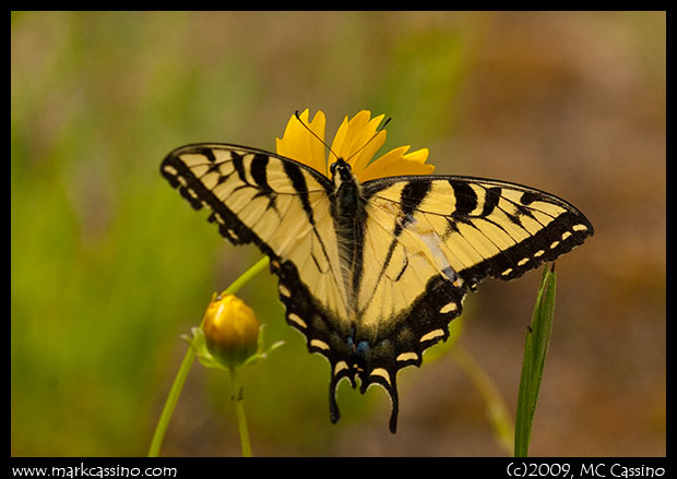 Tiger Swallowtail Tiger Swallowtail
