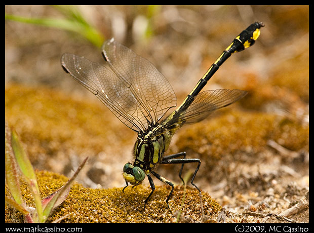 Midland Clubtail